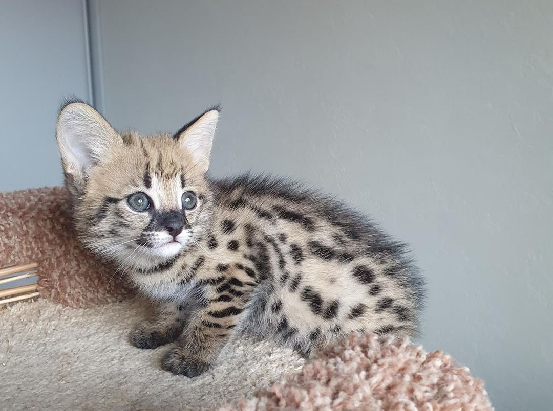 Savannah Cat For Sale California