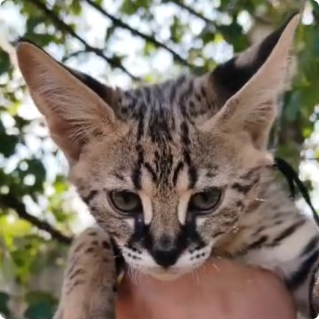 Young serval cat held by a person outdoors, green foliage background.