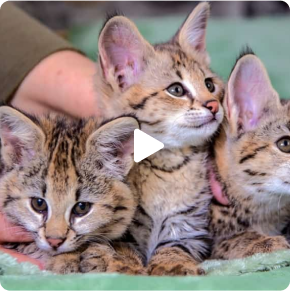 Three adorable striped kittens lying on a green blanket.