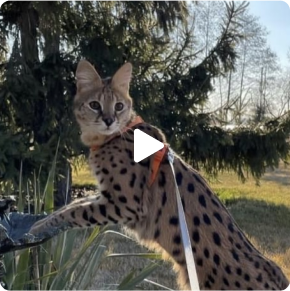 Current available African Savannah Cats for Sale