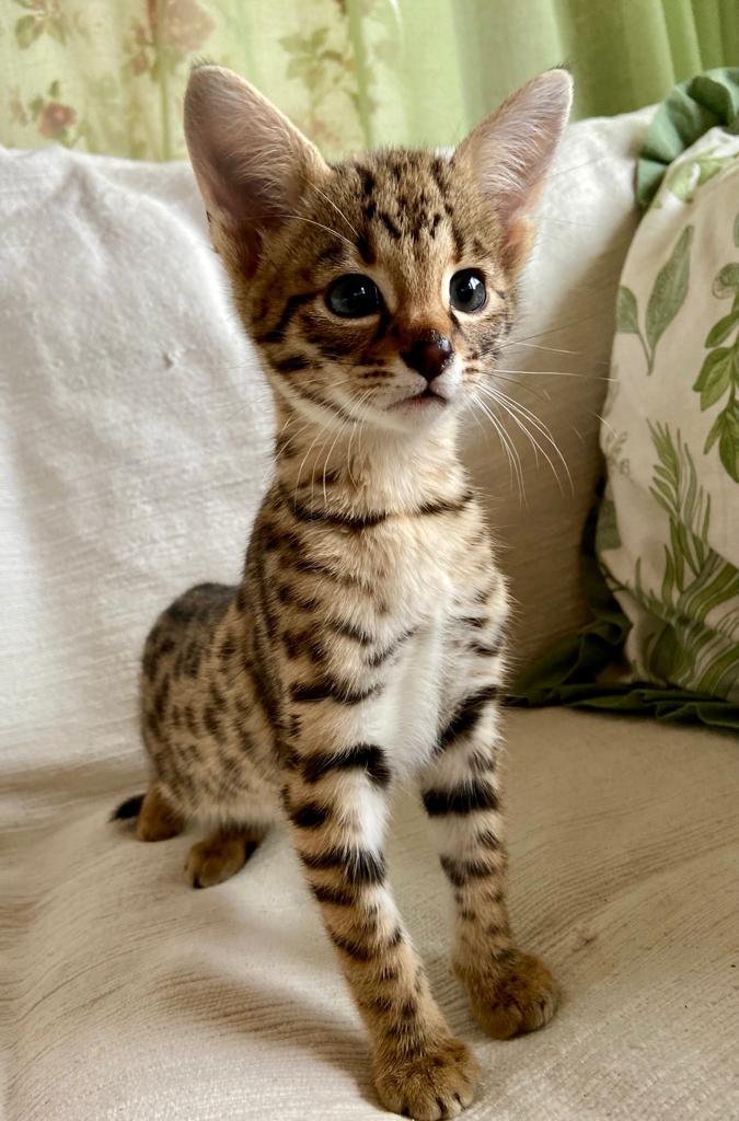 What is a F2 savannah cat?