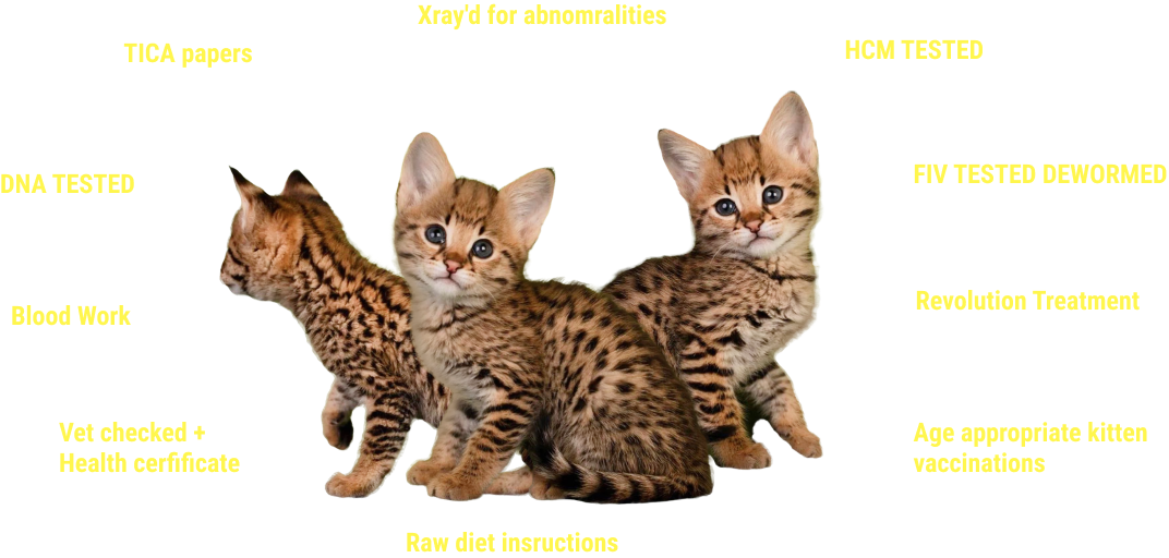 Three kittens with a list of health checks and certifications around them, including TICA papers, DNA tested, blood work, vet checked with health certificate, X-rayed for abnormalities, HCM tested, FIV tested and dewormed, revolution treatment, and age-appropriate kitten vaccinations, as well as raw diet instructions.