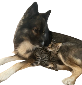 How do you raise them?  Do Savannah cats do well with dogs? 