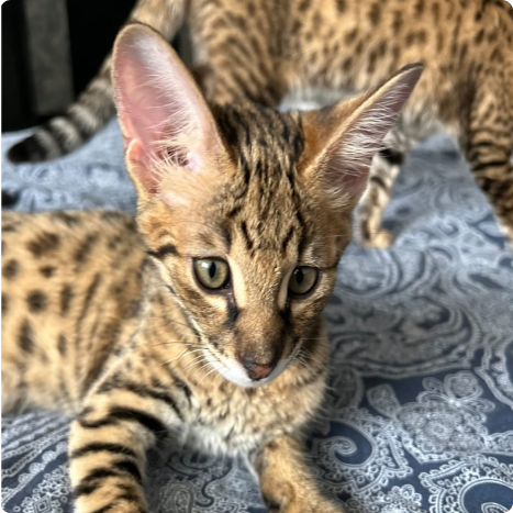 Close-up of a spotted kitten with large ears on a patterned fabric background.