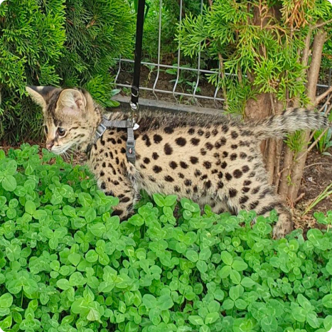A young Savannah cat walking on a leash through green foliage, surrounded by small trees and bushes.