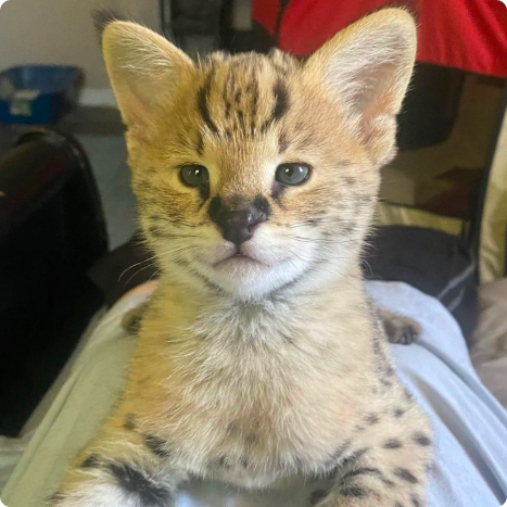 Serval kitten sitting on a person's lap