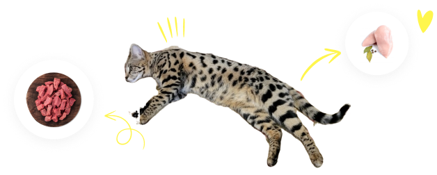 Diet Highlight of Savannah Cats