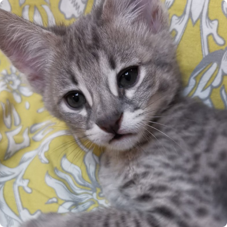 Gray tabby kitten lying on a floral patterned blanket