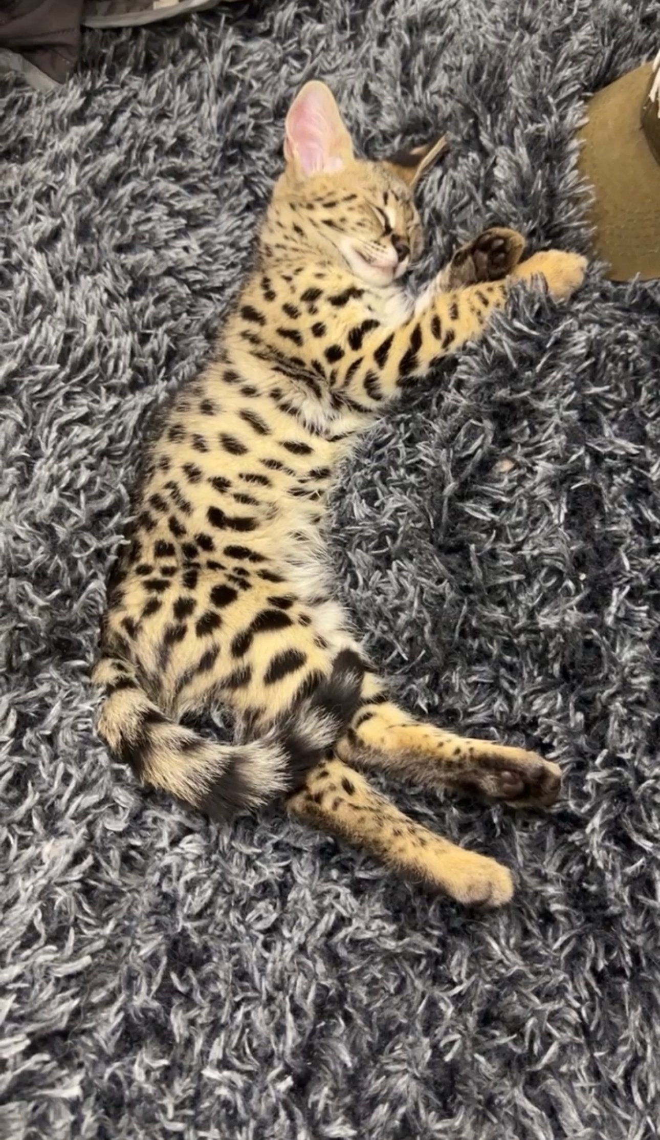 A spotted kitten sleeping on a fluffy gray rug.