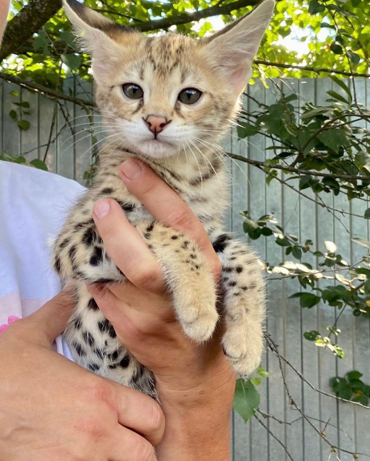 Do F1 Savannahs make good pets?