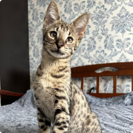 Savannah cat sitting on a bed with patterned wallpaper background.