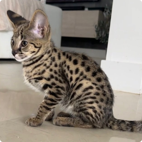 Savannah kitten sitting indoors on the floor with spotted fur and large ears.