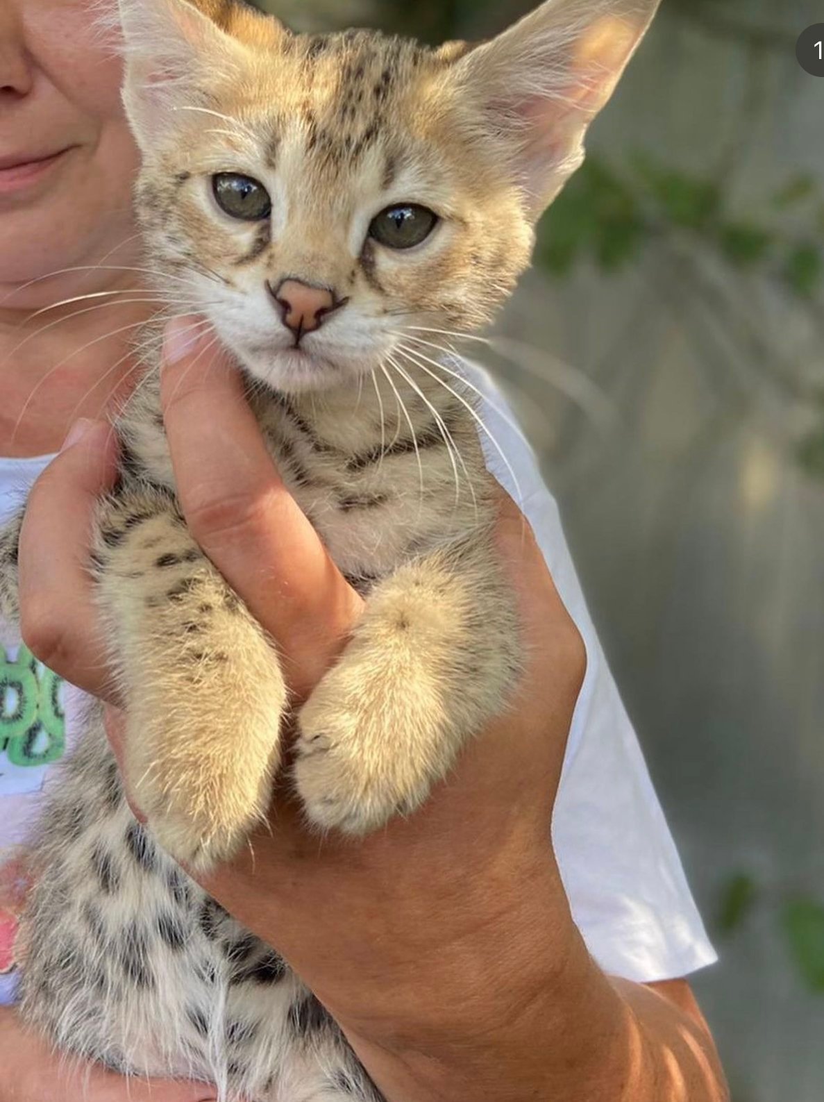 Person holding a small, spotted kitten.