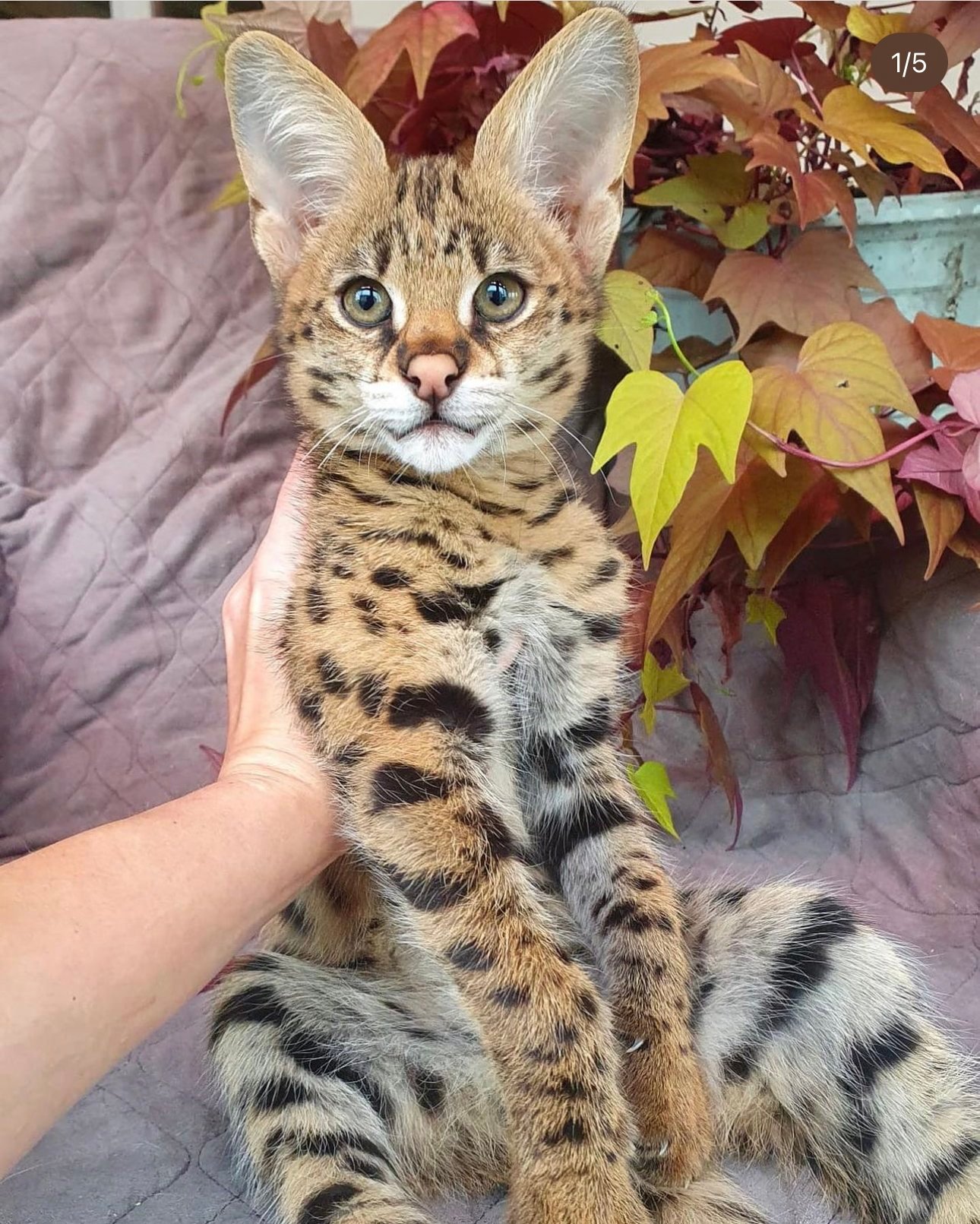 Young serval cat sitting on a gray blanket, surrounded by autumn leaves.