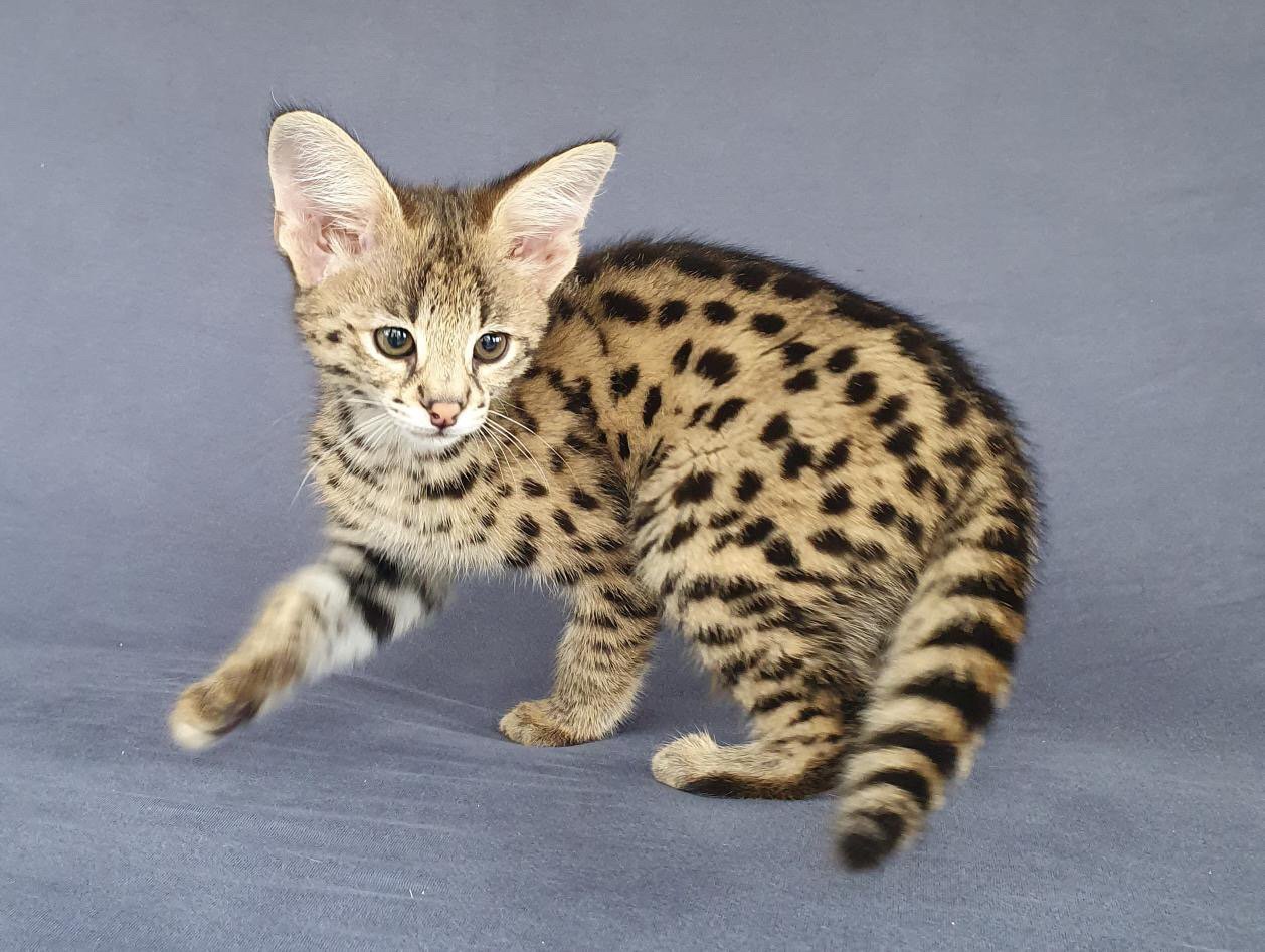 Savannah Cat For Sale Florida