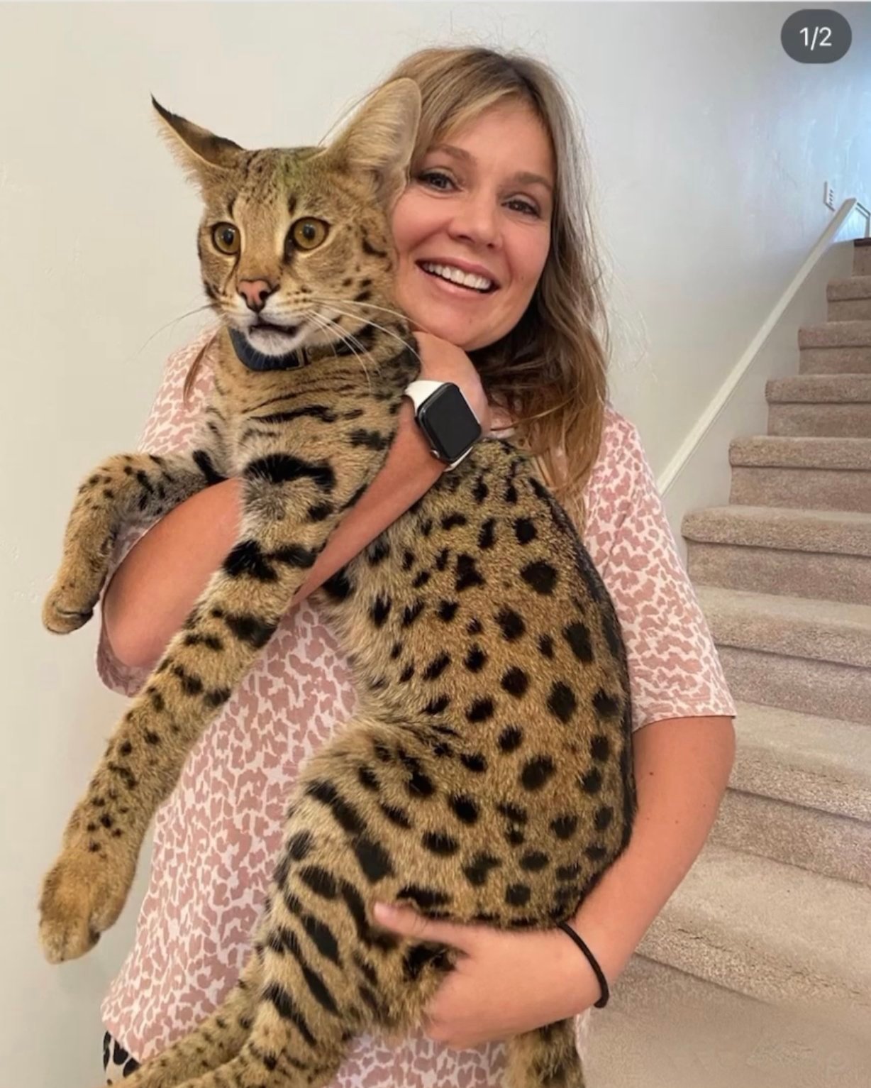 Woman holding large spotted cat indoors by staircase.