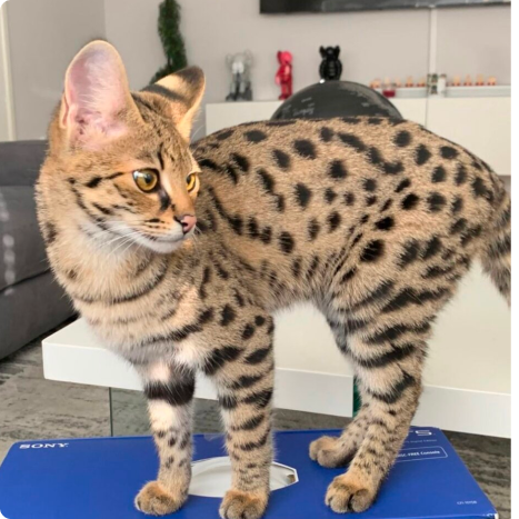 A Savannah cat with large ears and spotted fur standing on a blue box in a modern living room.