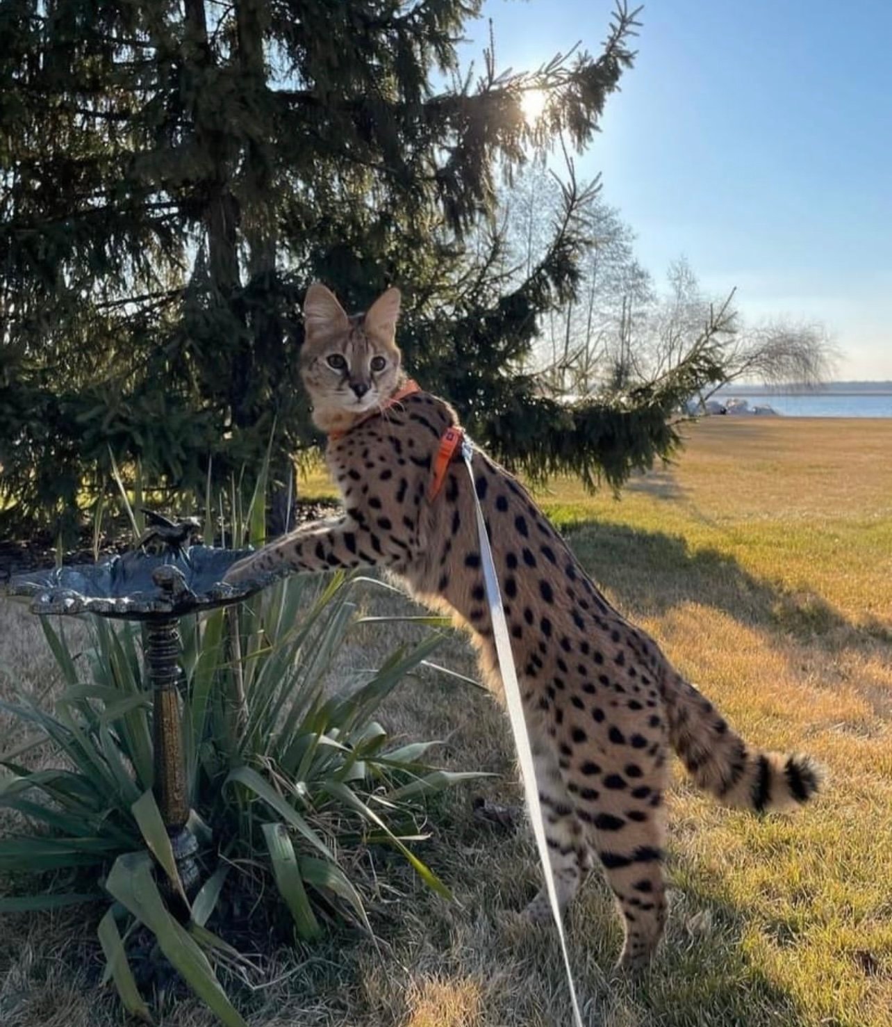 A spotted cat on a leash standing on its hind legs next to a bird bath, outdoors near a large pine tree, with a lake visible in the background.