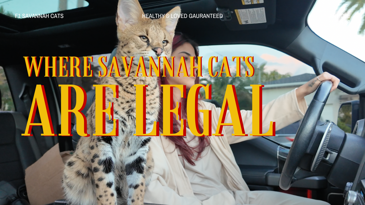 Savannah cat standing inside a car with a person at the wheel, large text reads "Where Savannah Cats Are Legal."