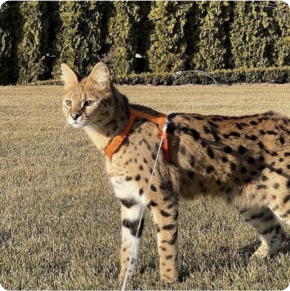 A serval cat wearing an orange harness and leash standing on grass.