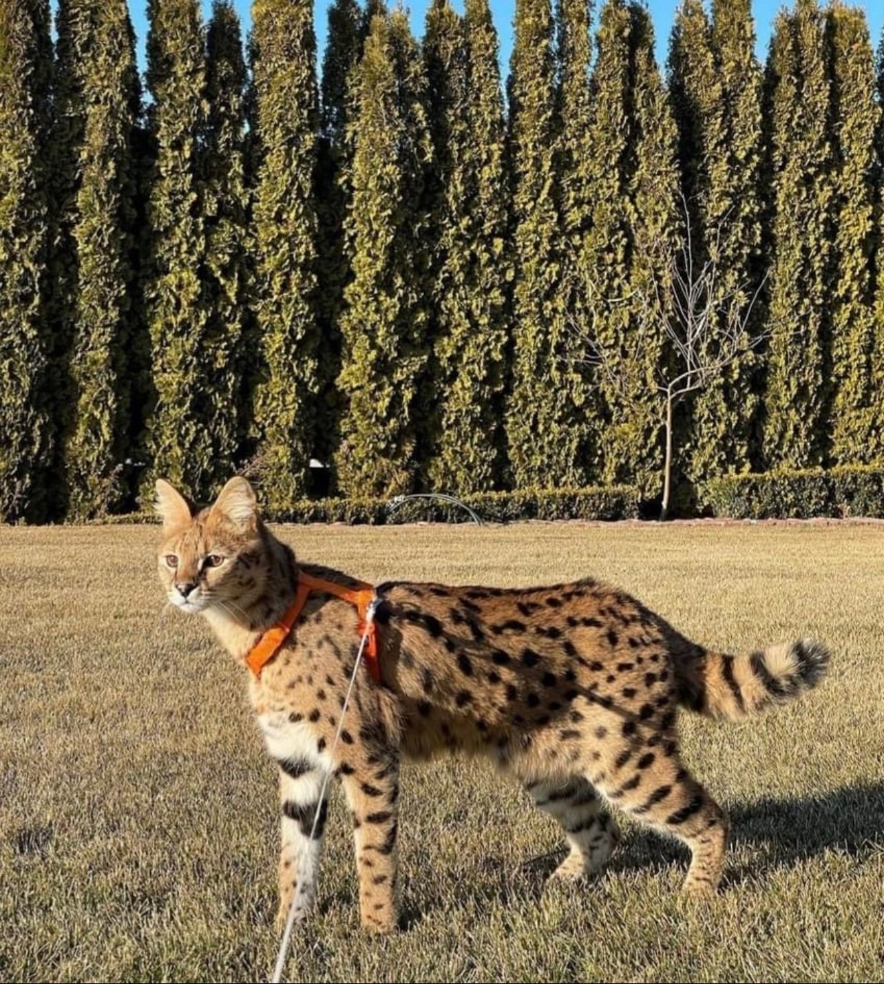 A serval cat on a leash outside in a grass field with tall conifer trees in the background.