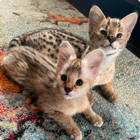 Two young wild cats with spotted fur on a colorful rug.