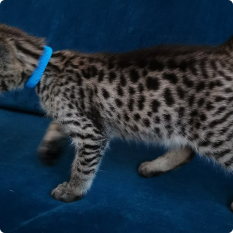Spotted kitten wearing a blue collar on a blue couch.