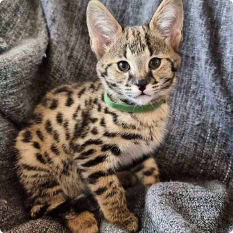 Young serval cat with green collar sitting on gray blanket
