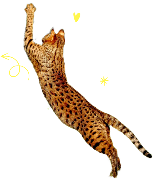 MIAMI FLORIDA & LOS ANGELES CALIFORNIA BREEDER F1 Savannah Cats