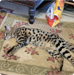 A spotted cat lying on a floral rug near a pet food bag.