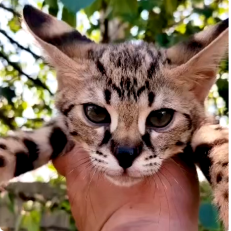 Close-up of a young wildcat being held up against a backdrop of greenery.