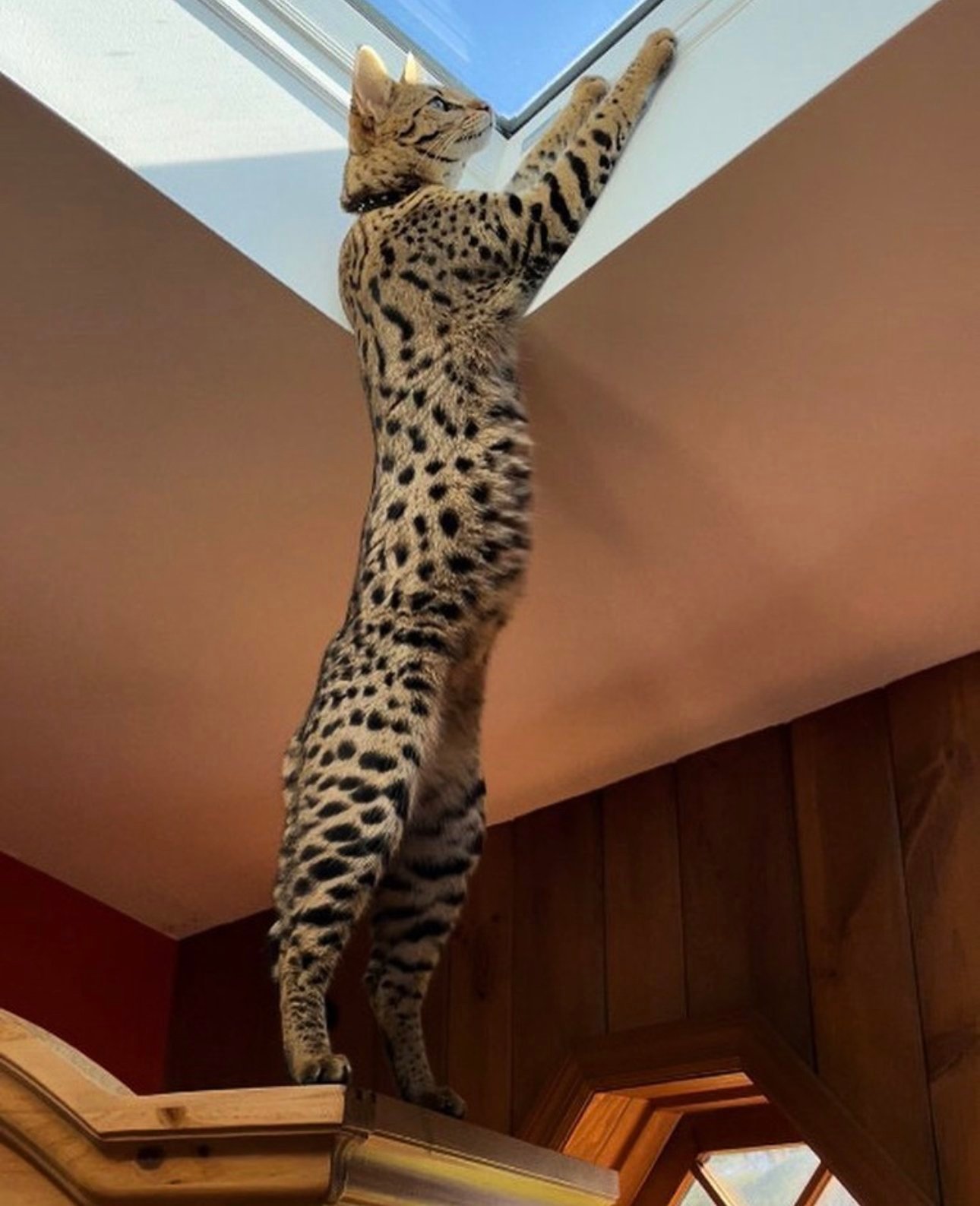 Can I own a F1 savannah?