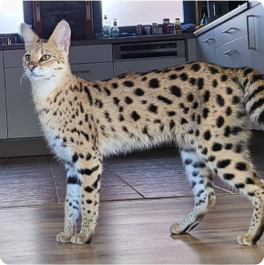 Current available African Savannah Cats for Sale