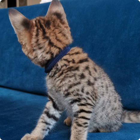 A kitten with spotted fur wearing a blue collar sitting on a blue couch.