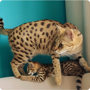 Adult and kitten Savannah cats with spotted coats indoors.