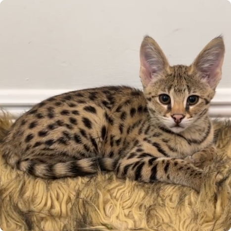 Savannah cat lying on a textured surface, facing forward.