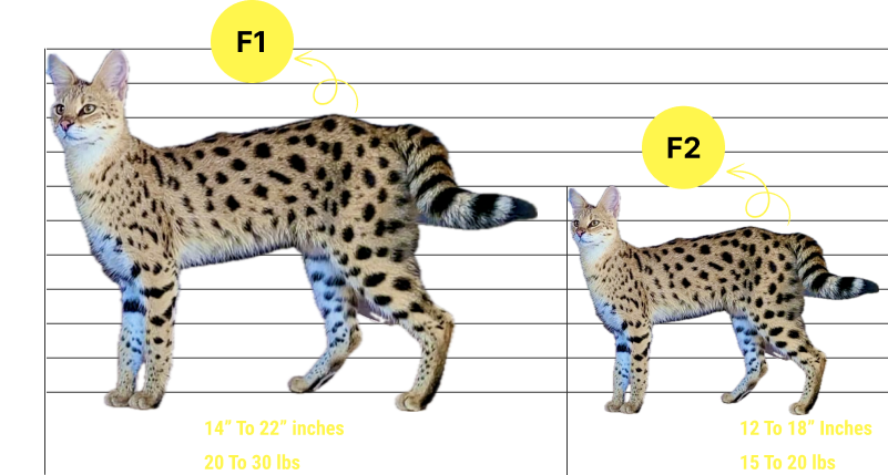 Image highlighting What’s the difference between a F1 Savannah Cat and a F2 Savannah?