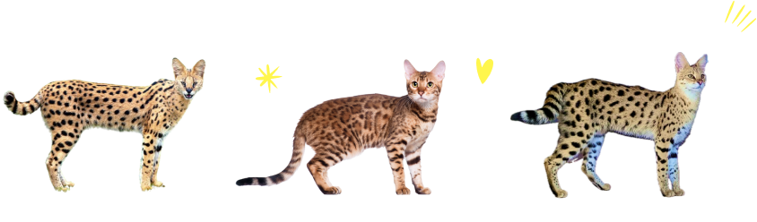 In reality, it is virtually impossible for a breeder to know how big a Savannah Kitten will get.