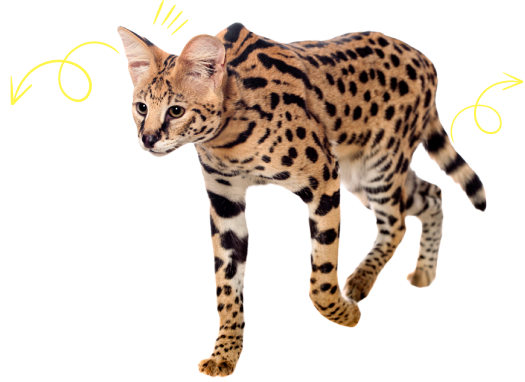 What is an ethical breeder?