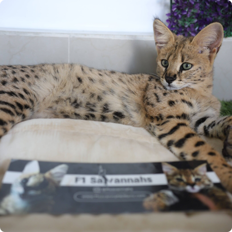 F1 Savannah cat lying down on a cushion, with a partially visible pamphlet in the foreground showing images of Savannah cats.