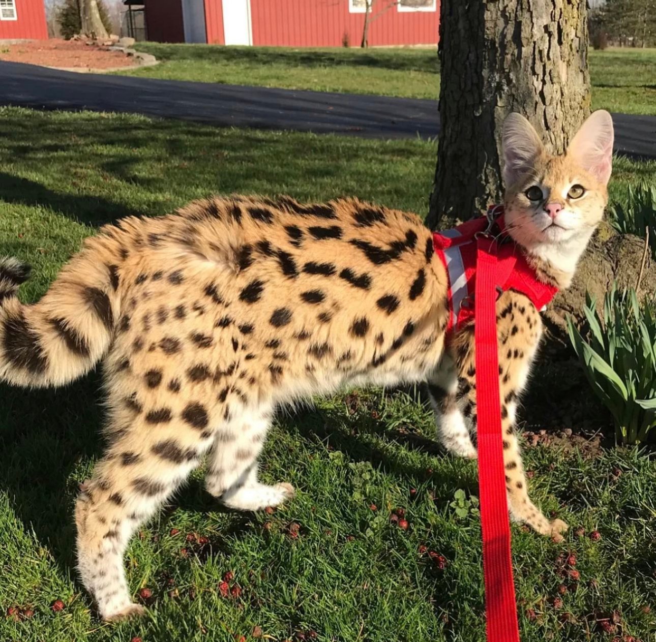 savannah cat full grown