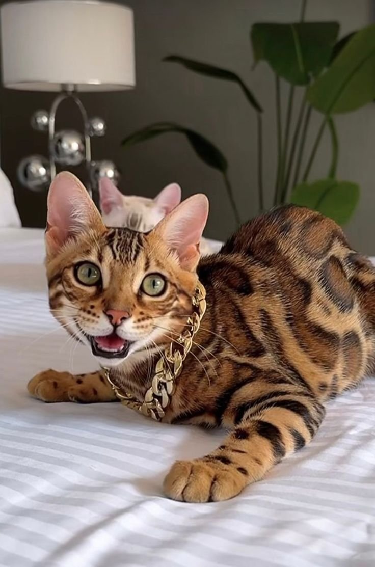 Premium Luxury Savannah Kitten 2 - Exotic Cat Breed