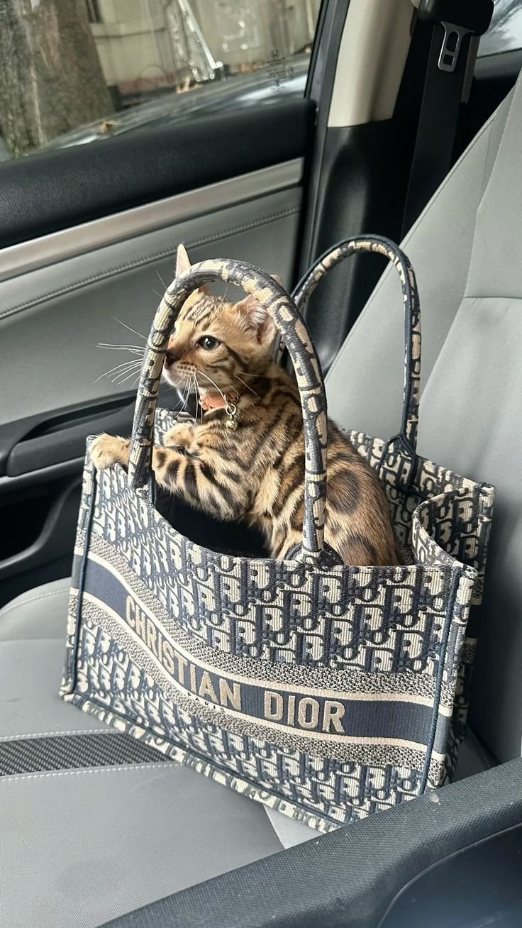 Premium Luxury Savannah Kitten 5 - Exotic Cat Breed