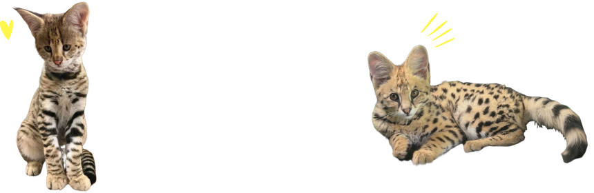 TICA Registered - International Cat Association Certification