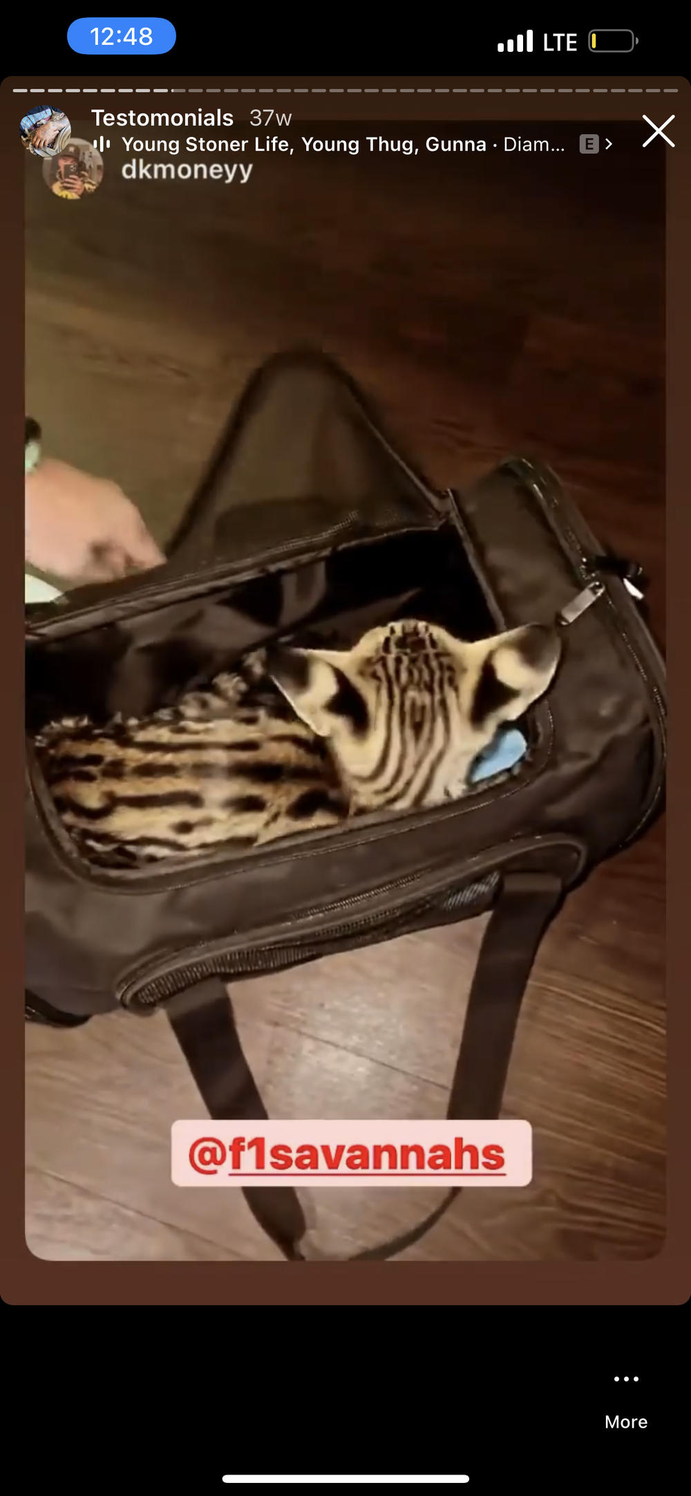 Happy Family 10 - Savannah Kitten Customer Review