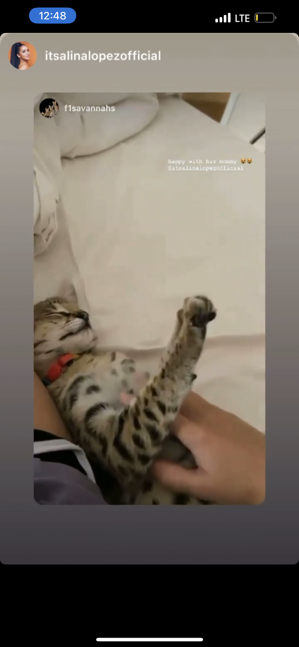 Happy Family 11 - Savannah Kitten Customer Review