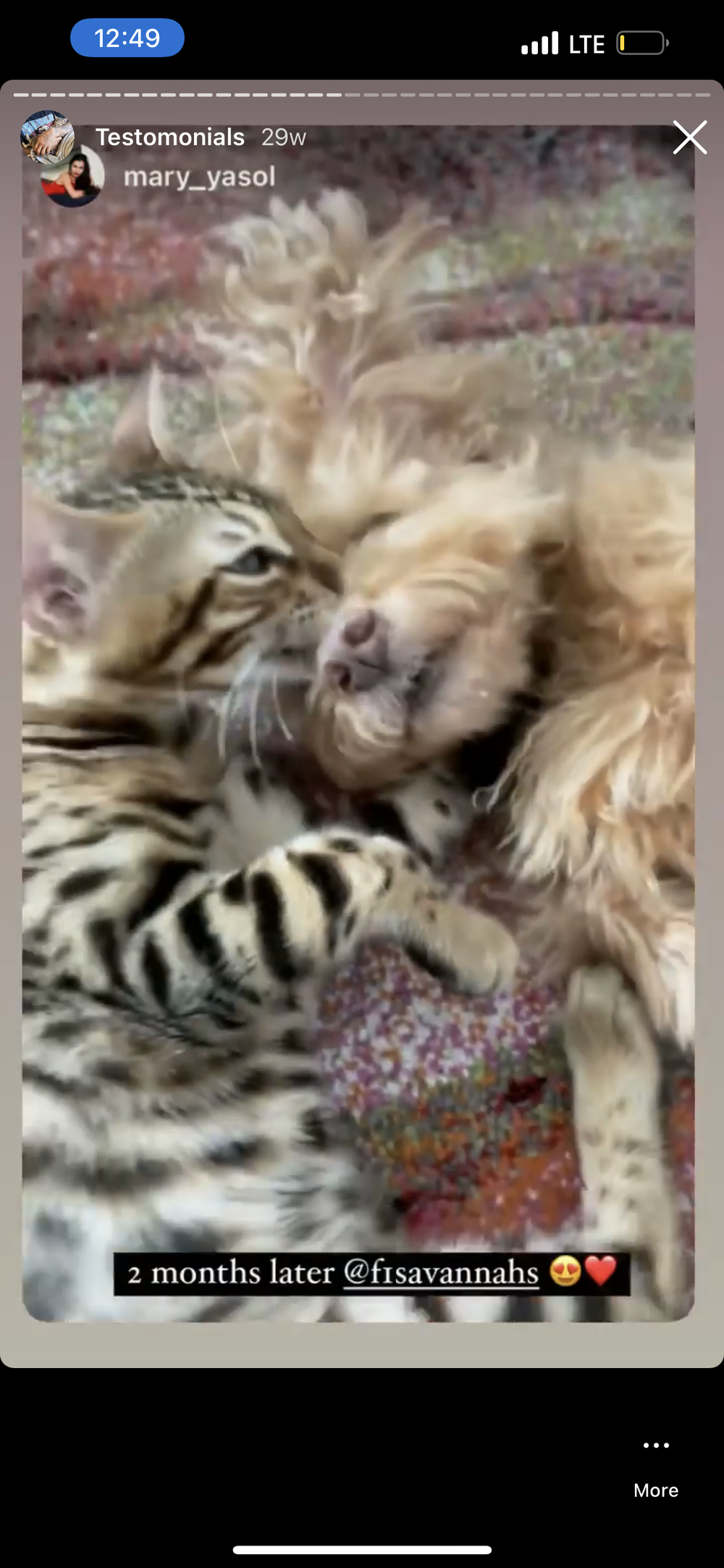 Happy Family 12 - Savannah Kitten Customer Review