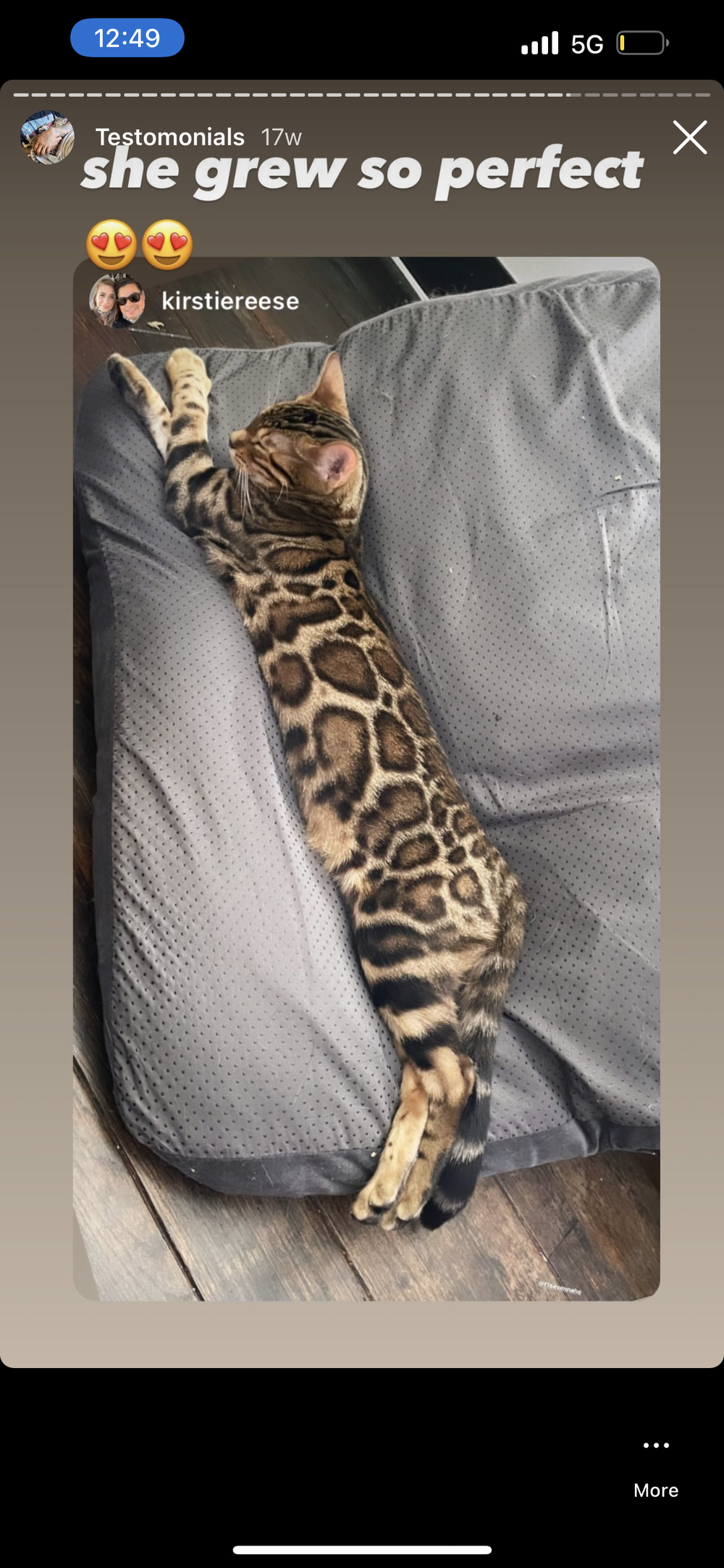 Happy Family 13 - Savannah Kitten Customer Review