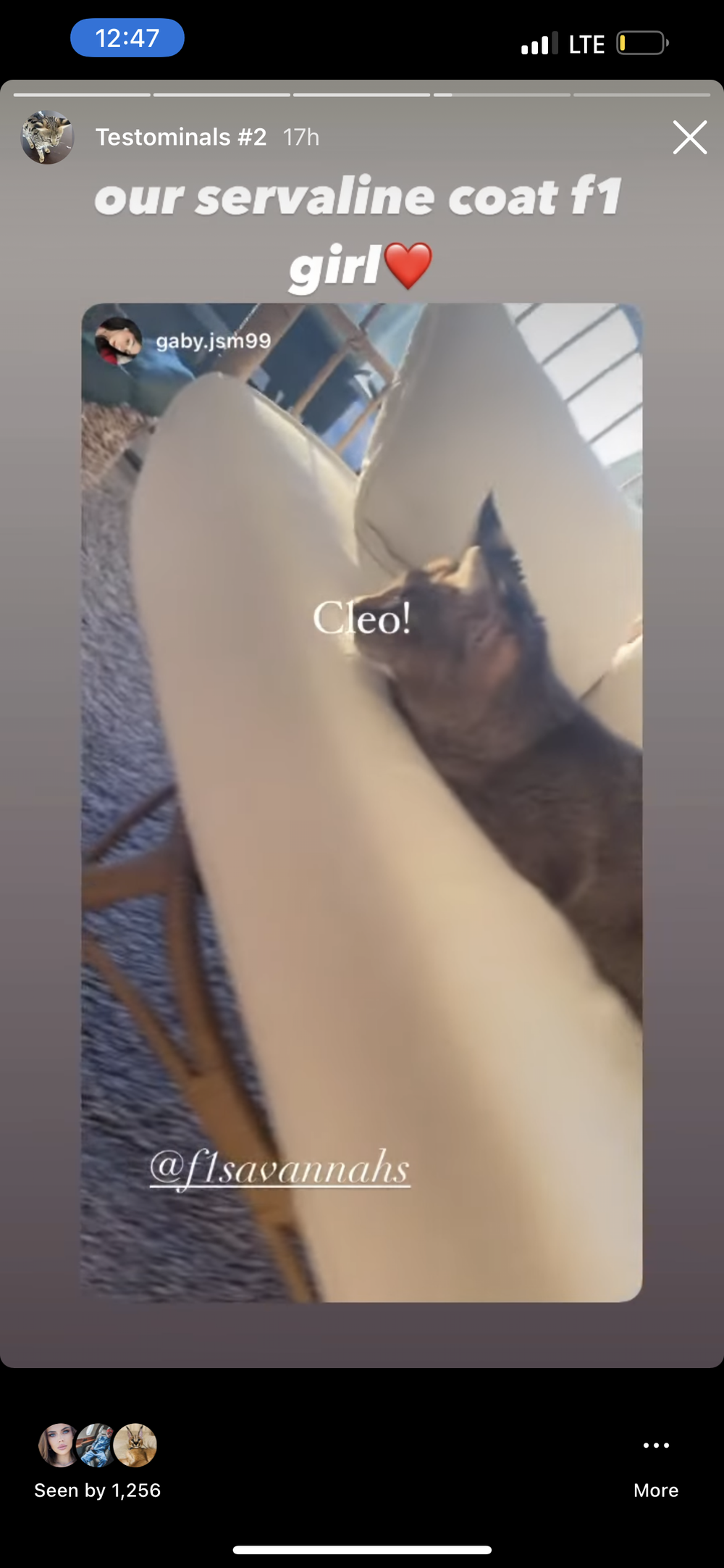 Happy Family 3 - Savannah Kitten Customer Review