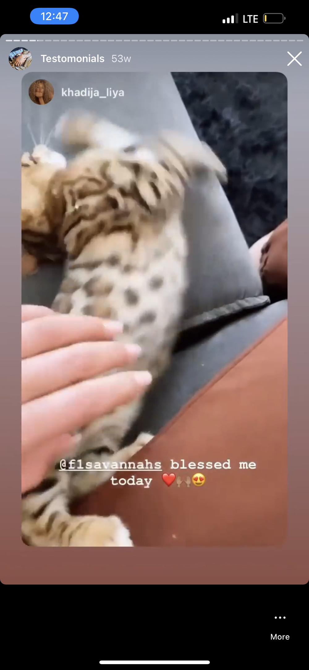 Happy Family 6 - Savannah Kitten Customer Review